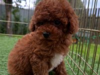 İZMİR BORNOVA TOY POODLE