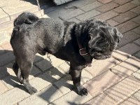 Siyah erkek pug yogi