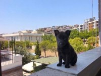 Alman Kurdu Yavruları