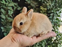 ORJİNAL CÜCE VE MİNİ LOP TAVŞANLARIMIZ NETHERLAND DWARF