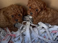Wc Eğitimli Toy Poodle Yavruları Uygun