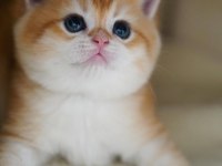 Altın Parlaklığında Golden British Shorthair 