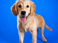 Irk Ve Sağlık Garanti Orjinal Golden Retriever