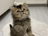 British bembeyaz ve tabby yavrular