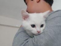 Ankara kedisi 2 aylık erkek