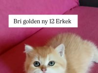 Ev ortamında yetiştirilmiş safkan british bebekler