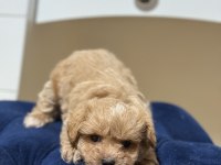 MALTİPOO YAVRUMUZ YENİ YUVASINA HAZIR