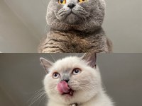 Scottish fold ve british blue point yavrular