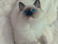 Anne Altından Safkan Ragdoll Yavru Kediler