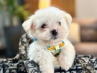 Korea maltese terrier cep boy