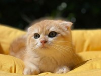 Hemen Teslim Scottish Fold Güzellikler