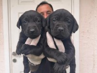 Çikolata ve siyah labrador retriever yavrularımız