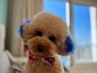 Yetişkin toy poodle