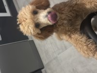 7 Aylık Dişi Toy Poodle