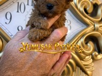 Orijinal Toy Poodle