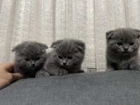 50 günlük scottish fold yavrular