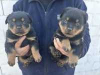 Erkek ve dişi Macar rottweiler