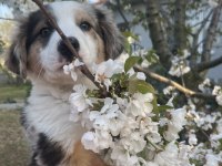 Sevimli border collie yavrular