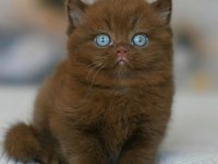 Nadir bulunan cinnamon british shorthair