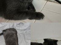 2 yaşında kısırlaştırılmış gri dişi scottish fold