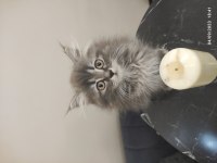 2.5 AYLIK SCOTTİSH STRAIGHT KEDİ SAHİPLENDİRİLECEK