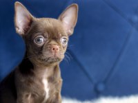Egzotik Teacup Chihuahua
