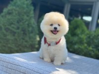 En Tatlı Pomeranian Boo
