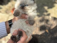 Safkan Tuvalet Eğitimli British Longhair Ve Shorthair