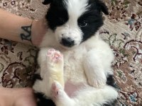 Renk renk border collie yavrular