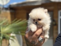 Orjinal Pomeranian Boo özel üretim yavrular