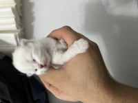 REZERVE BLUE POİNT SHORT LONGHAİR KEDİLER