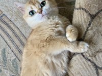 British Shorthair Golden Dişi 3 Yaşında