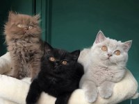 SİMMSİYAH PUMA BSH KEDİLER TESLİME HAZIR