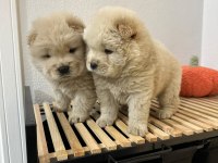 Üst Kalitede Mor Dil Chow Chow Yavrumuz