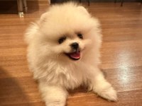POMERANIAN BOO AYI SURAT