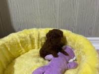 Kore toy Poodle orijinal