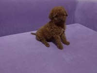 Poodle yavrularımız mini ve toy boy renk renk