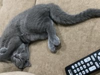 2 aylik erkek british shorthair