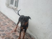 10 aylik dişi doberman
