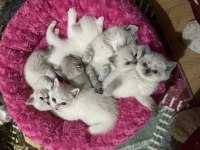 2 Aylık British Longhair Yavru