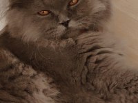 Ücretli sahiplendirme scottish fold