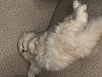 Scottish fold kedimiz