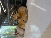 HOLLANDA CÜCE TAVŞAN YAVRULARI CİTYPETSHOP