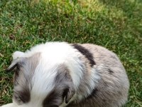Ev üretimi border collie yavruları