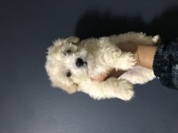 Maltese pamuk şekerler