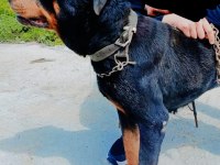 Safkan rottweiler