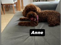 Kore toy poodle orjinal ev ortamında