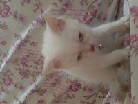 British erkek cins kedi 2 aylık