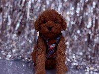Safkan Toy Poodle Bebekler
