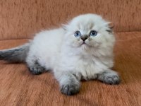 Scottish fold longhair lynx point kızım